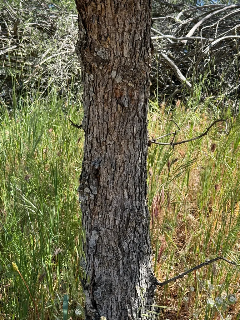 Quercus Douglasii