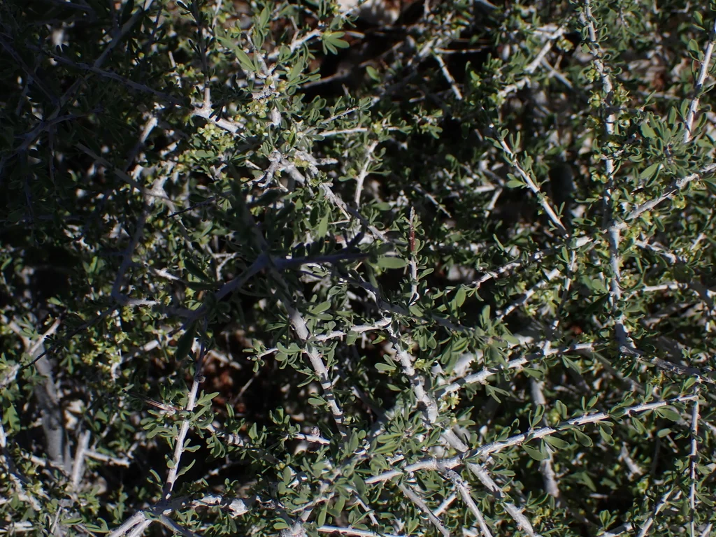 Prunus Fasciculata