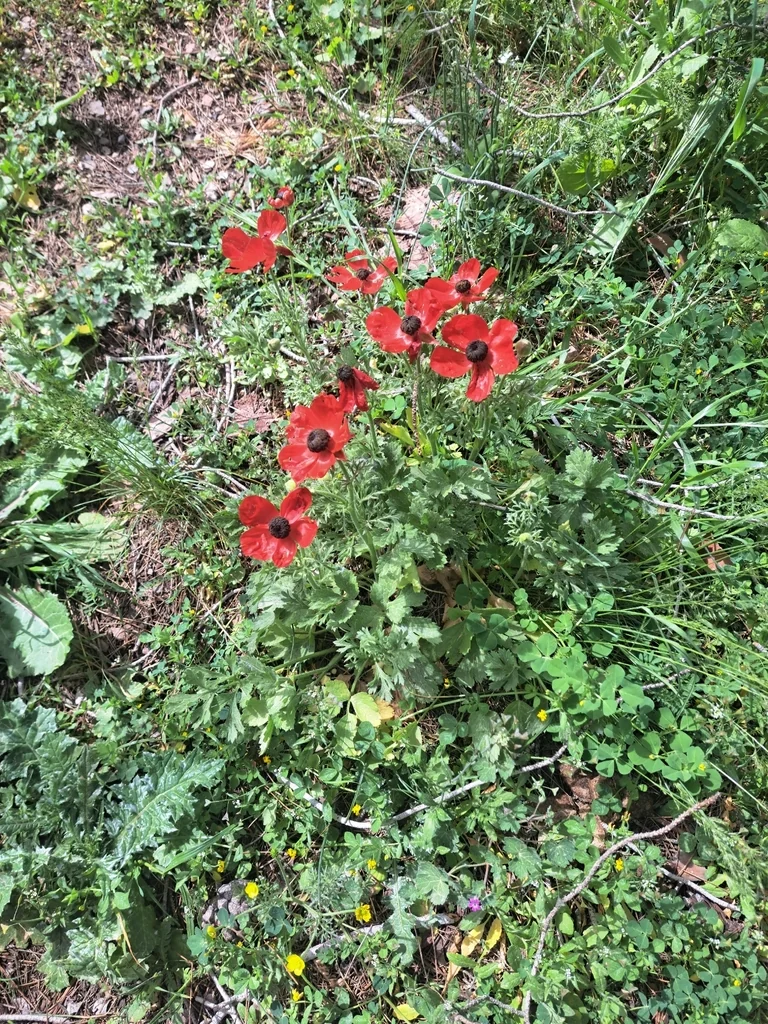 Ranunculus Asiaticus