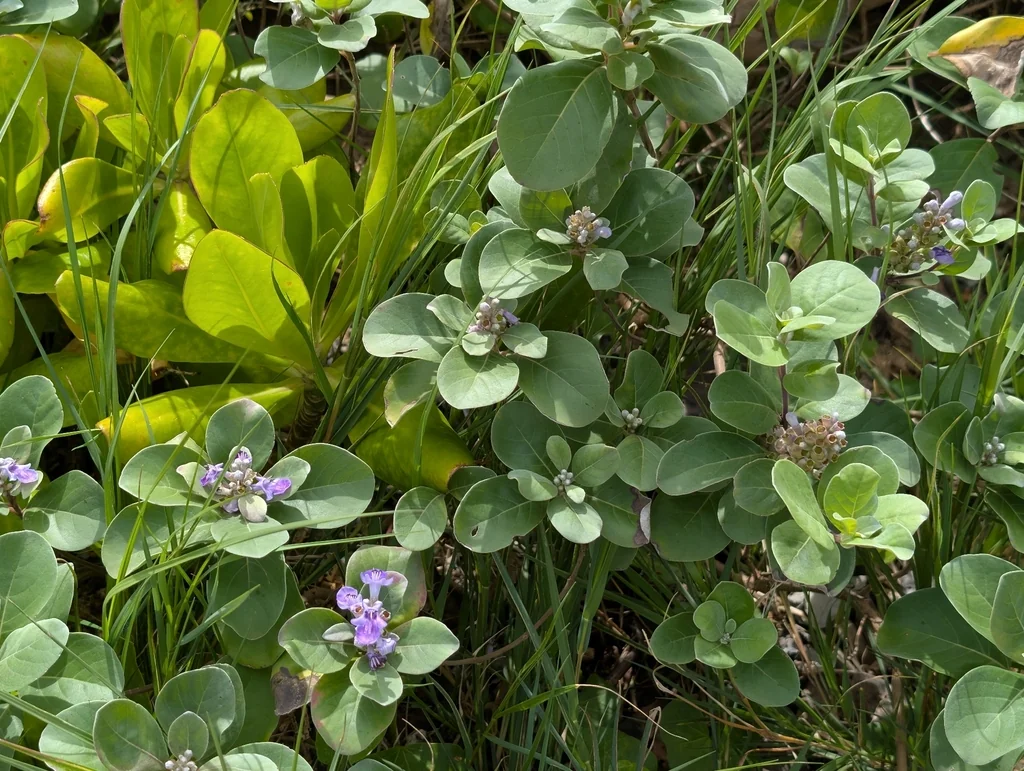 Vitex Rotundifolia