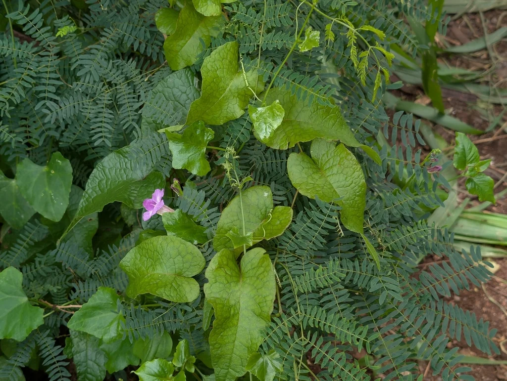Antigonon Leptopus