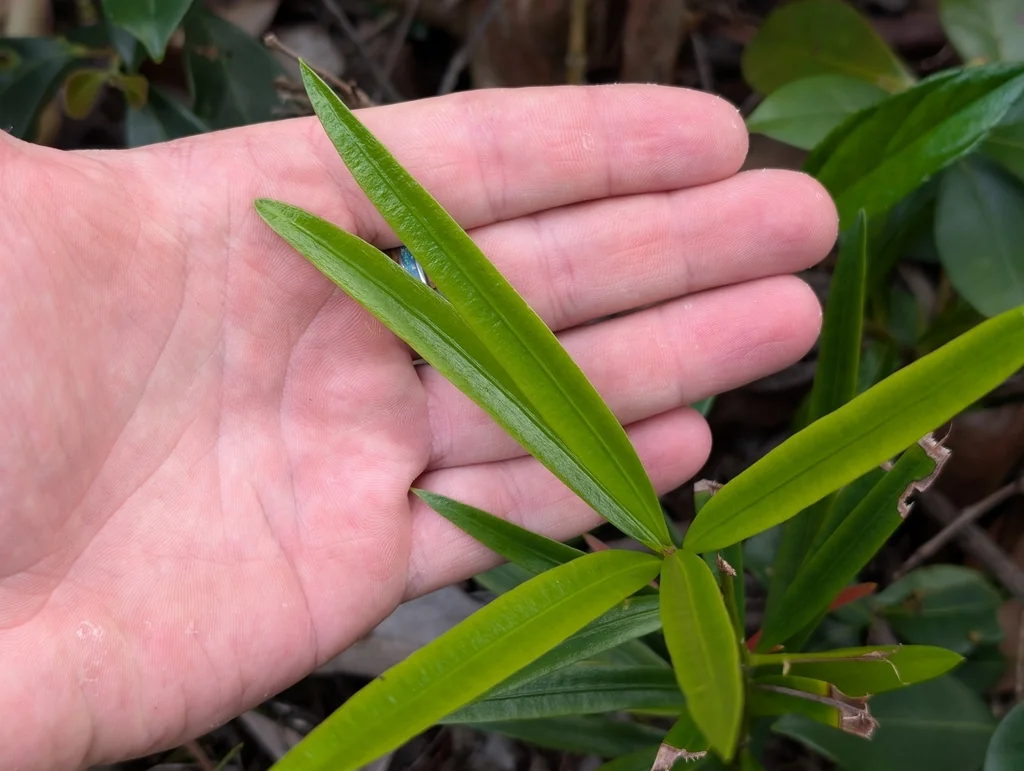 Podocarpus Macrophyllus