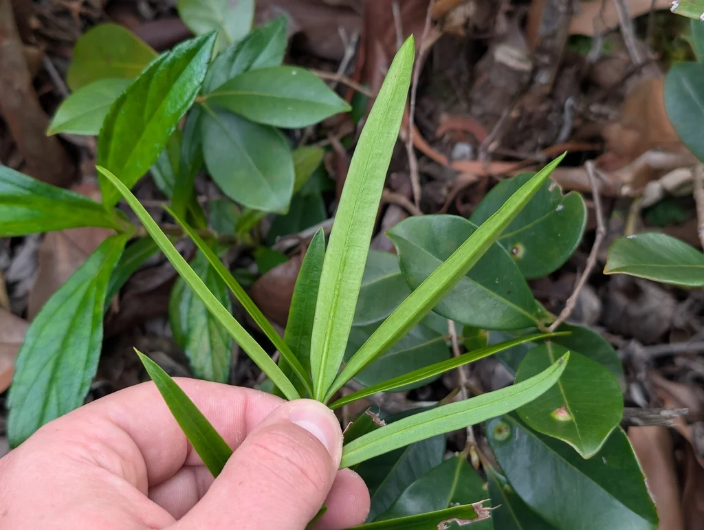 Podocarpus Macrophyllus