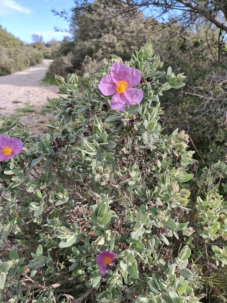 Cistus Albidus