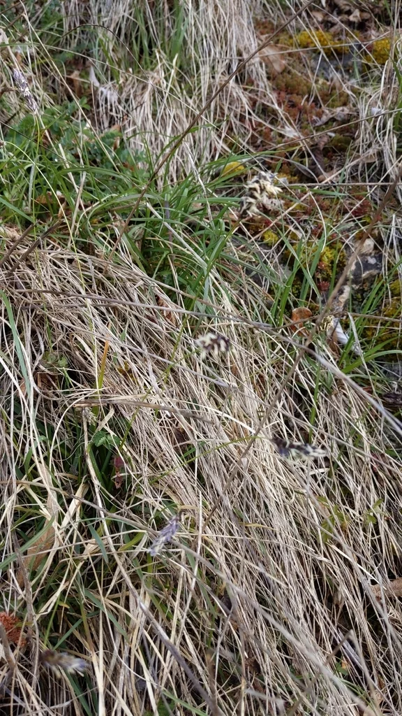 Sesleria Caerulea