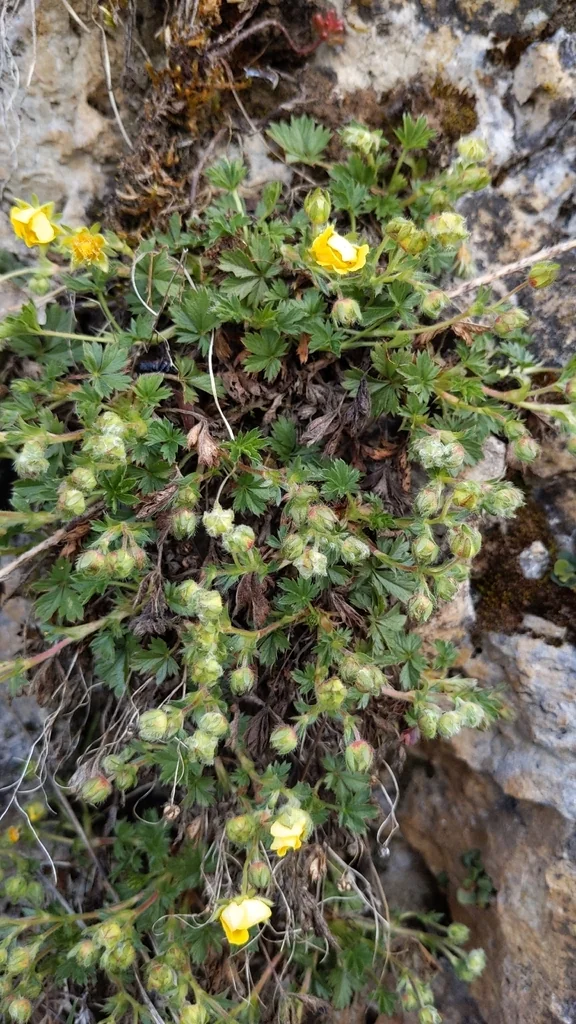Potentilla Neumanniana