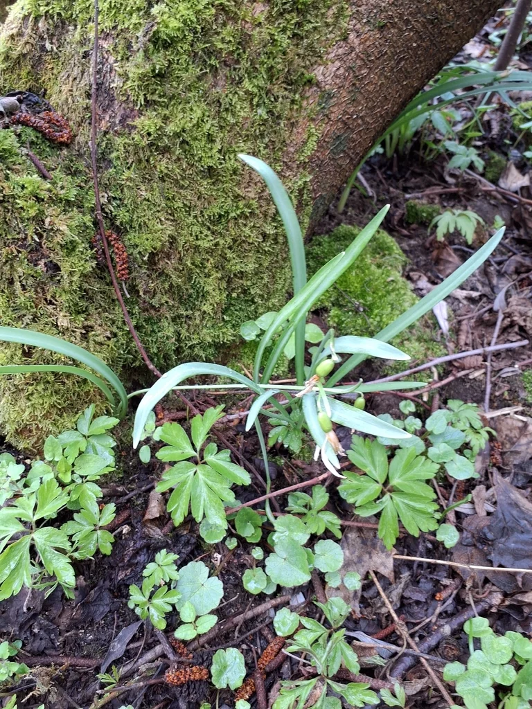 Galanthus Nivalis