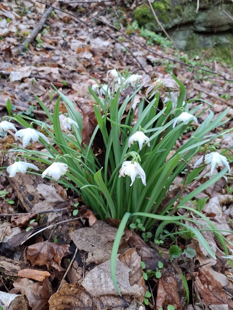Galanthus Nivalis
