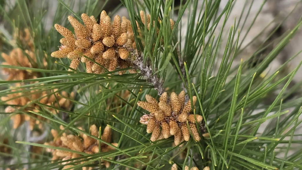 Pinus Halepensis