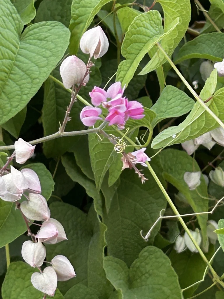 Antigonon Leptopus