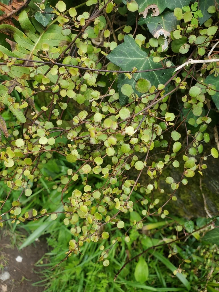 Muehlenbeckia complexa