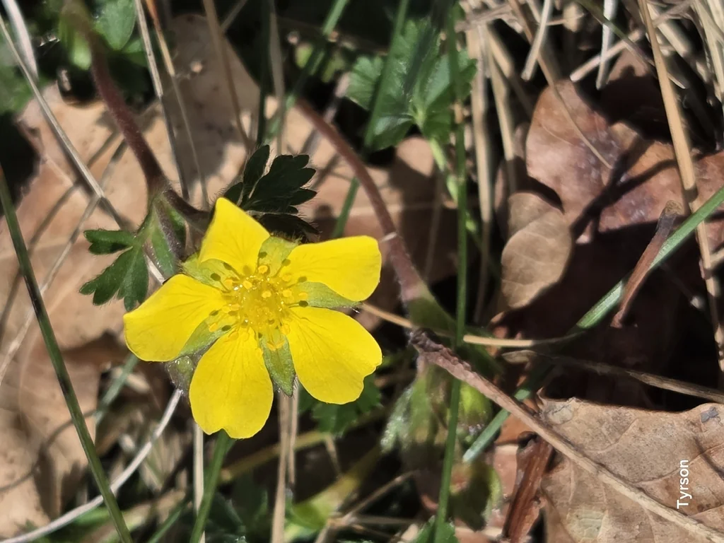 Potentilla Neumanniana