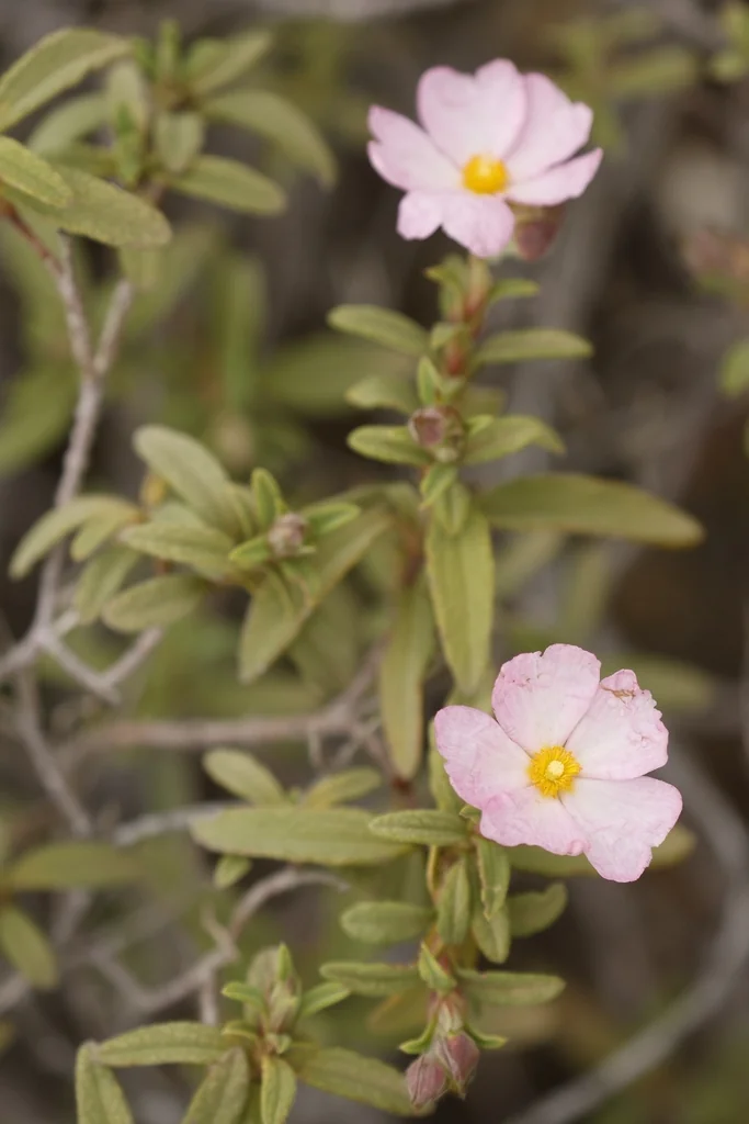Cistus X Skanbergii