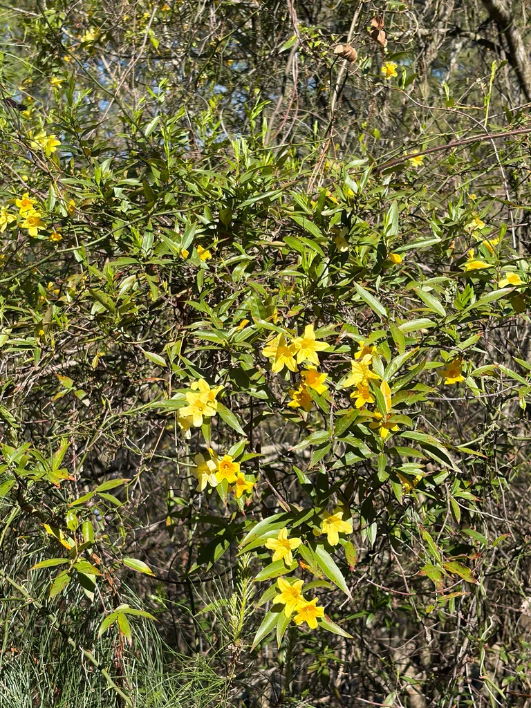 Gelsemium Sempervirens