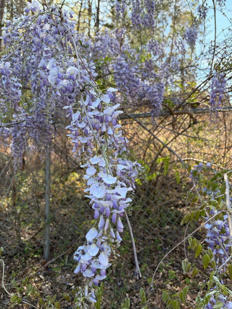 Wisteria Sinensis