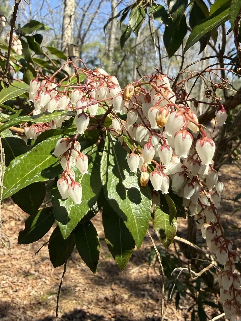 Pieris japonica