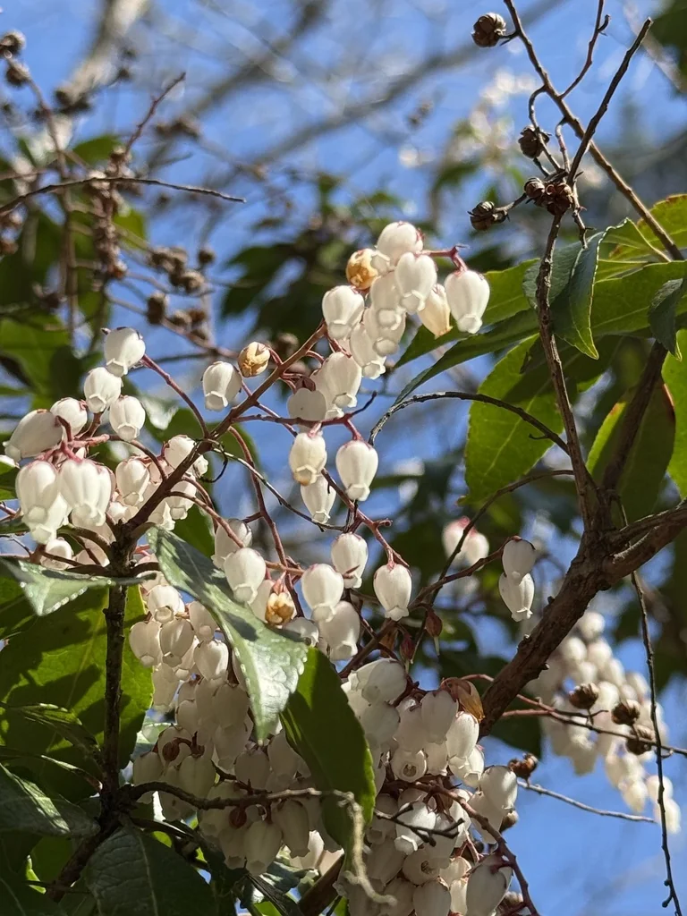 Pieris japonica