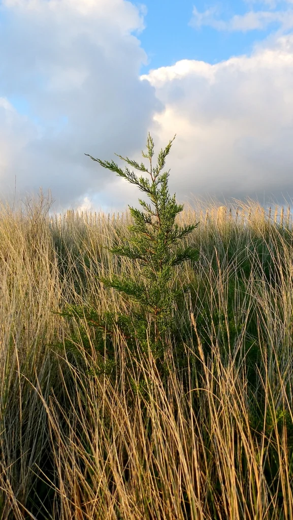 Cupressus Macrocarpa