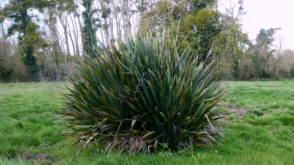 Yucca Gloriosa