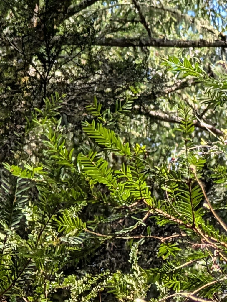 Taxus Brevifolia