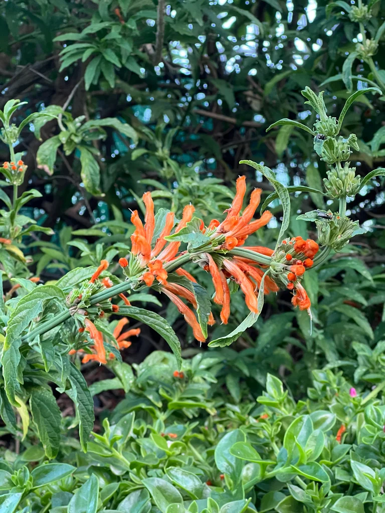 Leonotis Leonurus