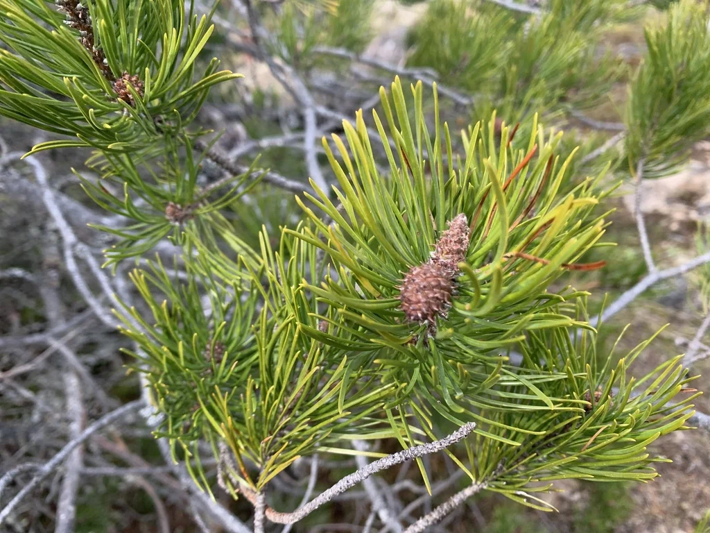 Pinus Contorta Var. Contorta