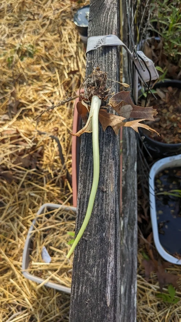 Colocasia esculenta