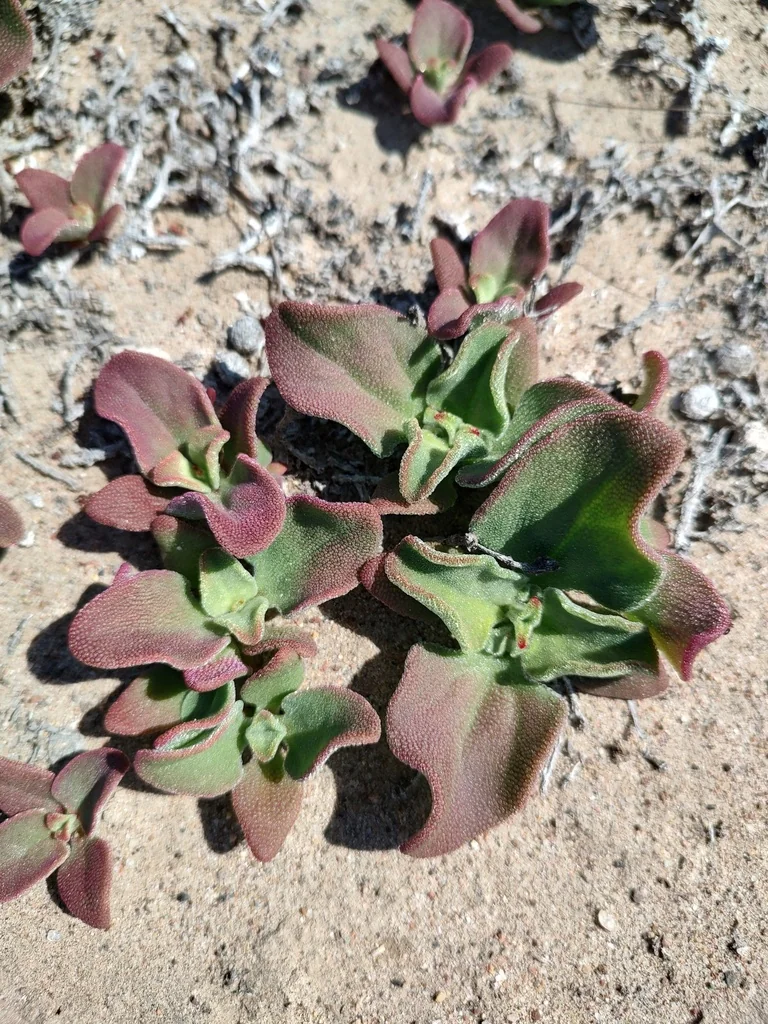 Mesembryanthemum Crystallinum