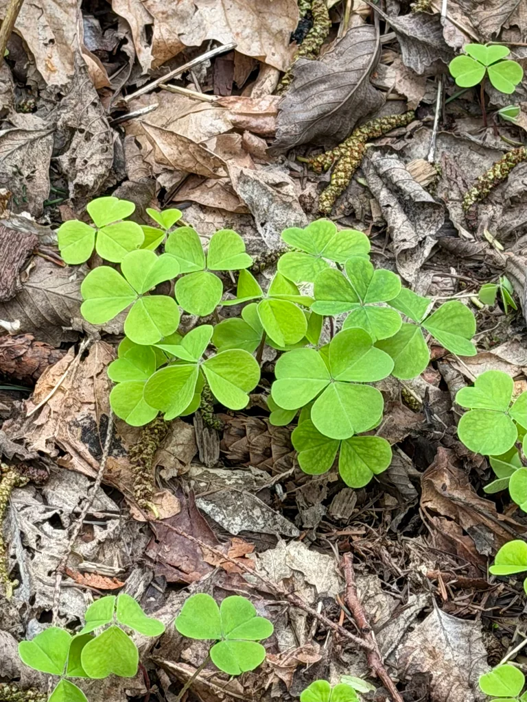 Oxalis Oregana