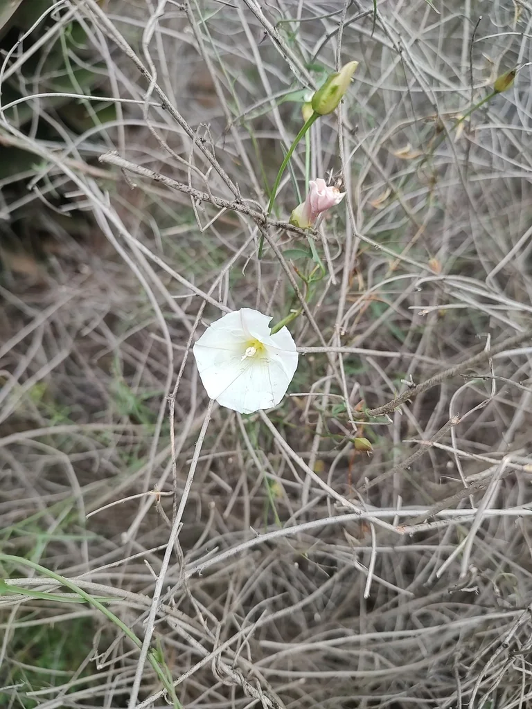 Calystegia Macrostegia