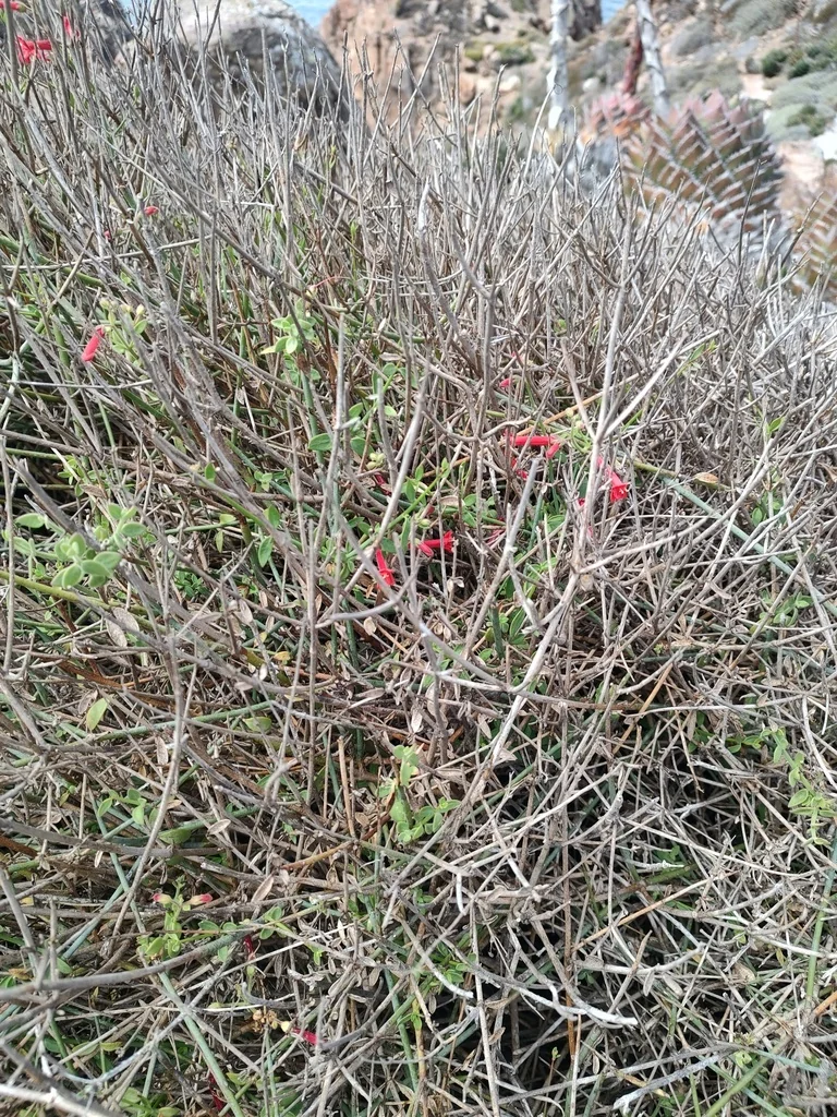 Gambelia Juncea