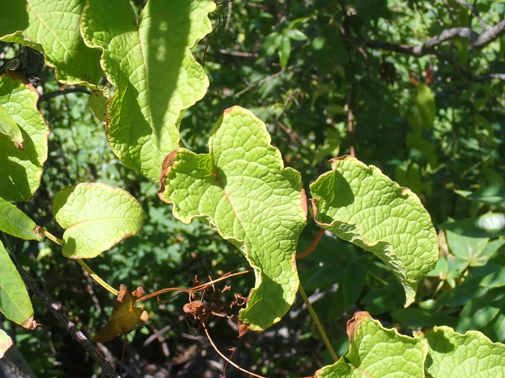 Antigonon Leptopus