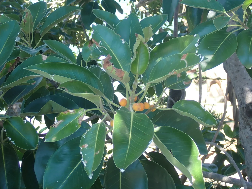 Ficus rubiginosa