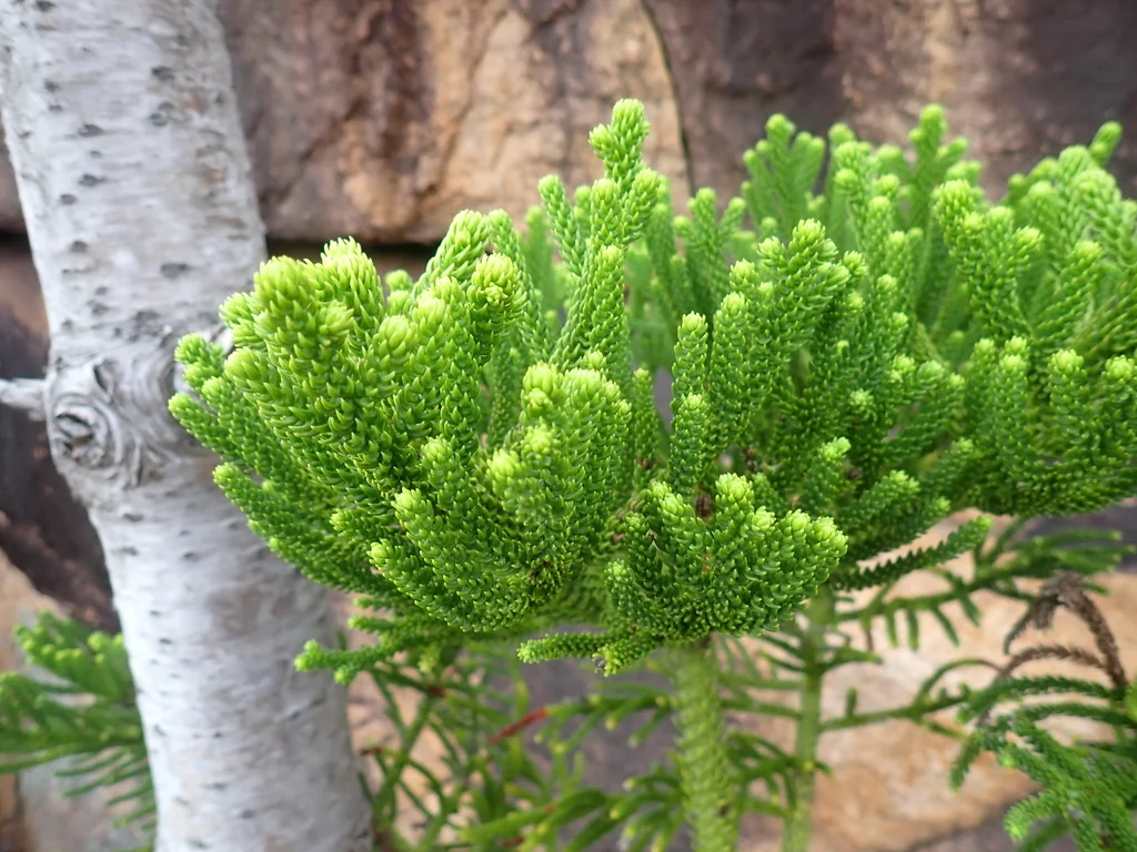 Araucaria Cunninghamii