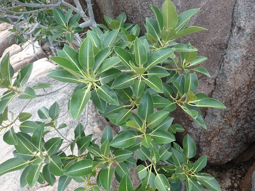 Ficus rubiginosa