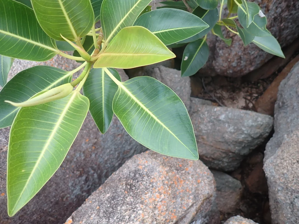 Ficus rubiginosa