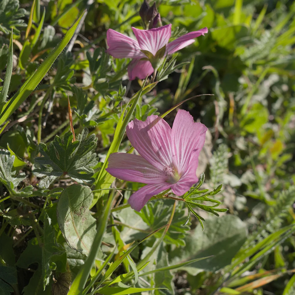Sidalcea Malviflora