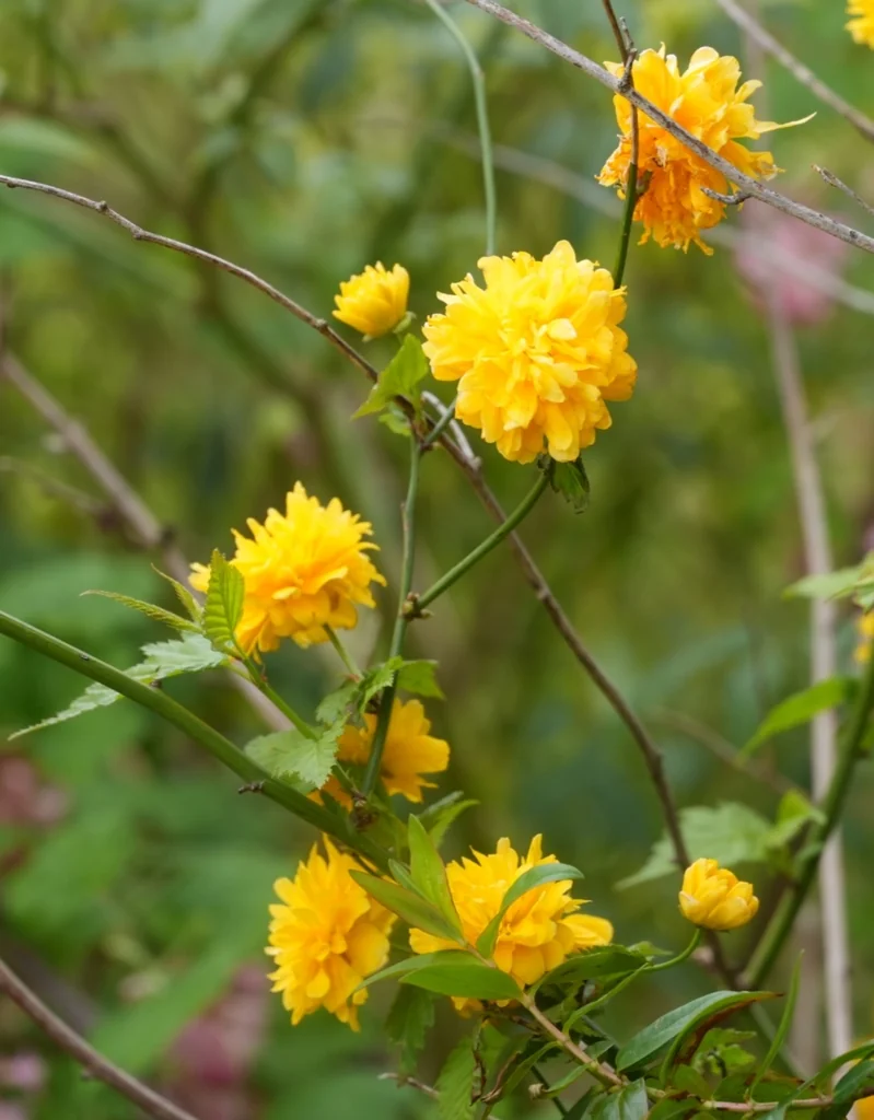 Kerria Japonica