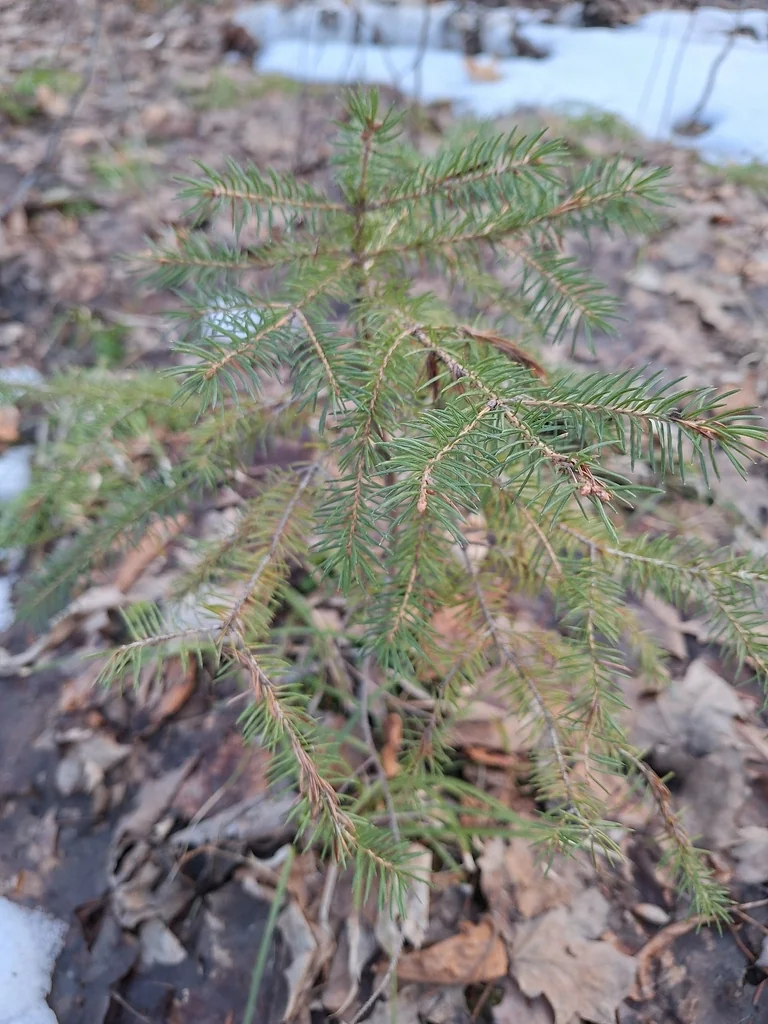 Picea Glauca