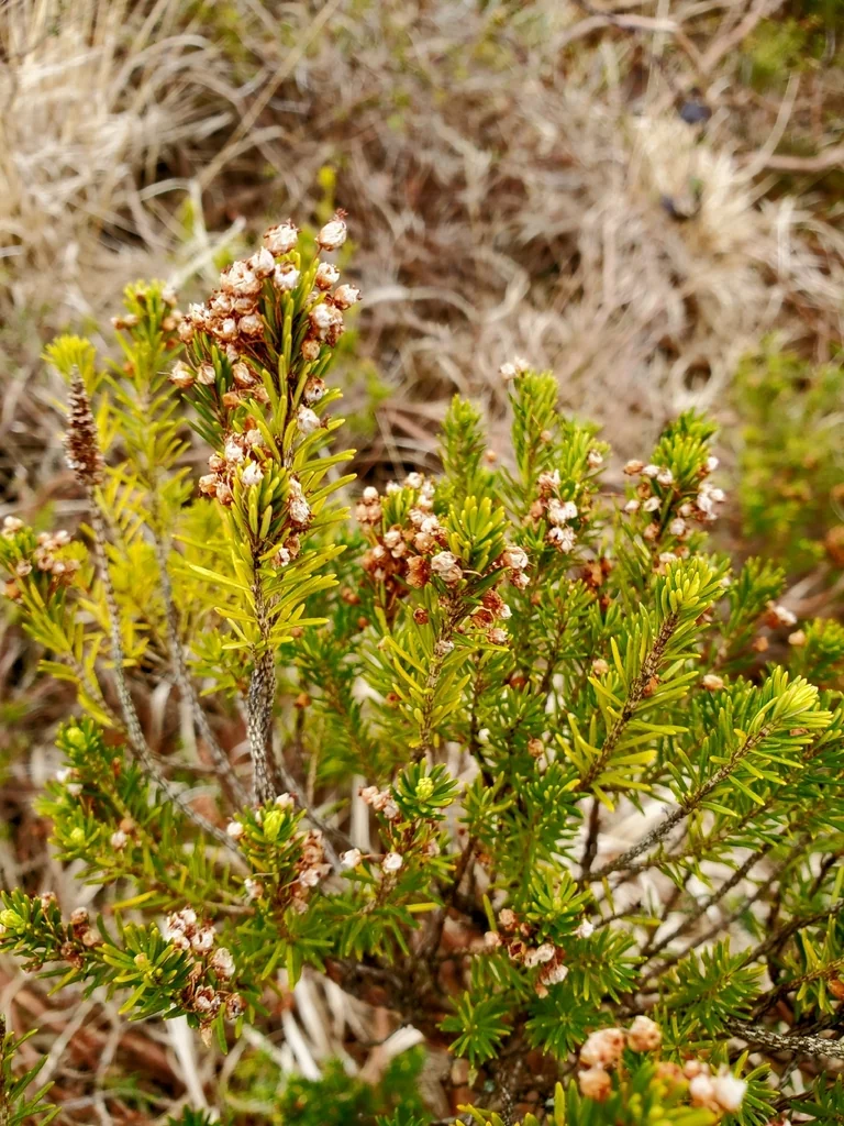 Erica Vagans