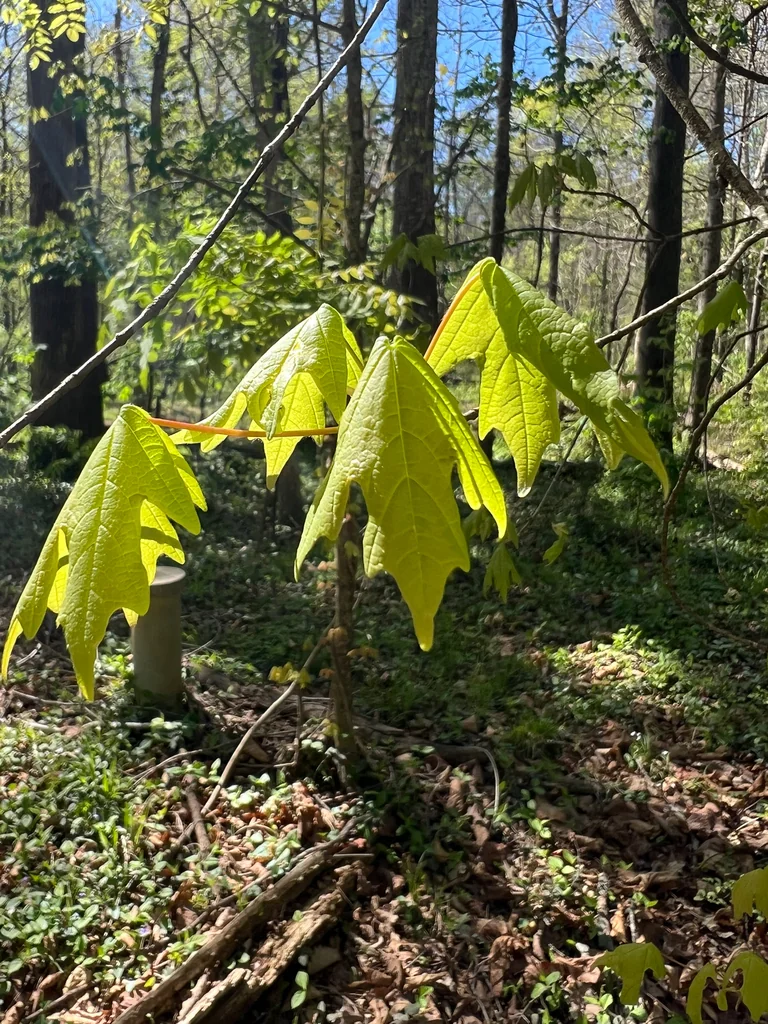 Acer Floridanum