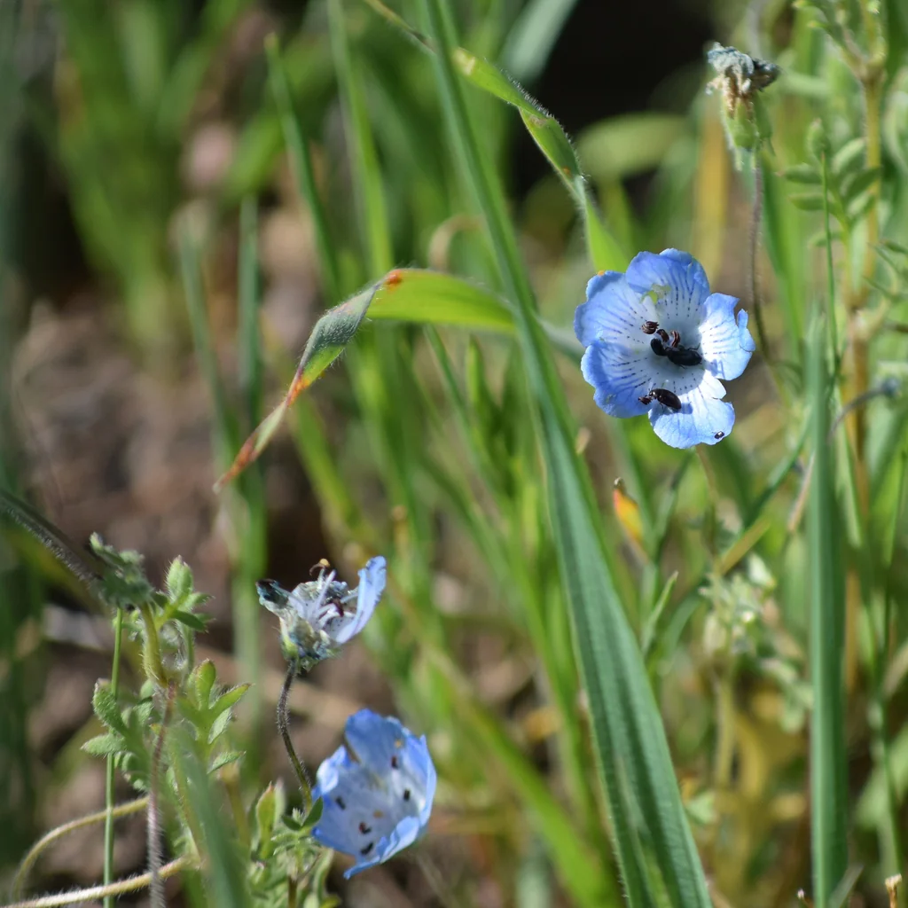 Nemophila Menziesii