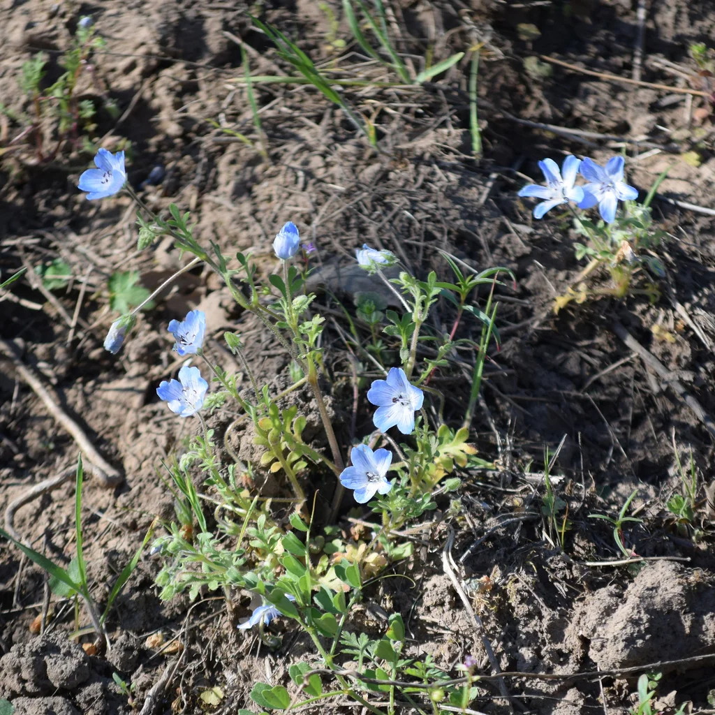 Nemophila Menziesii