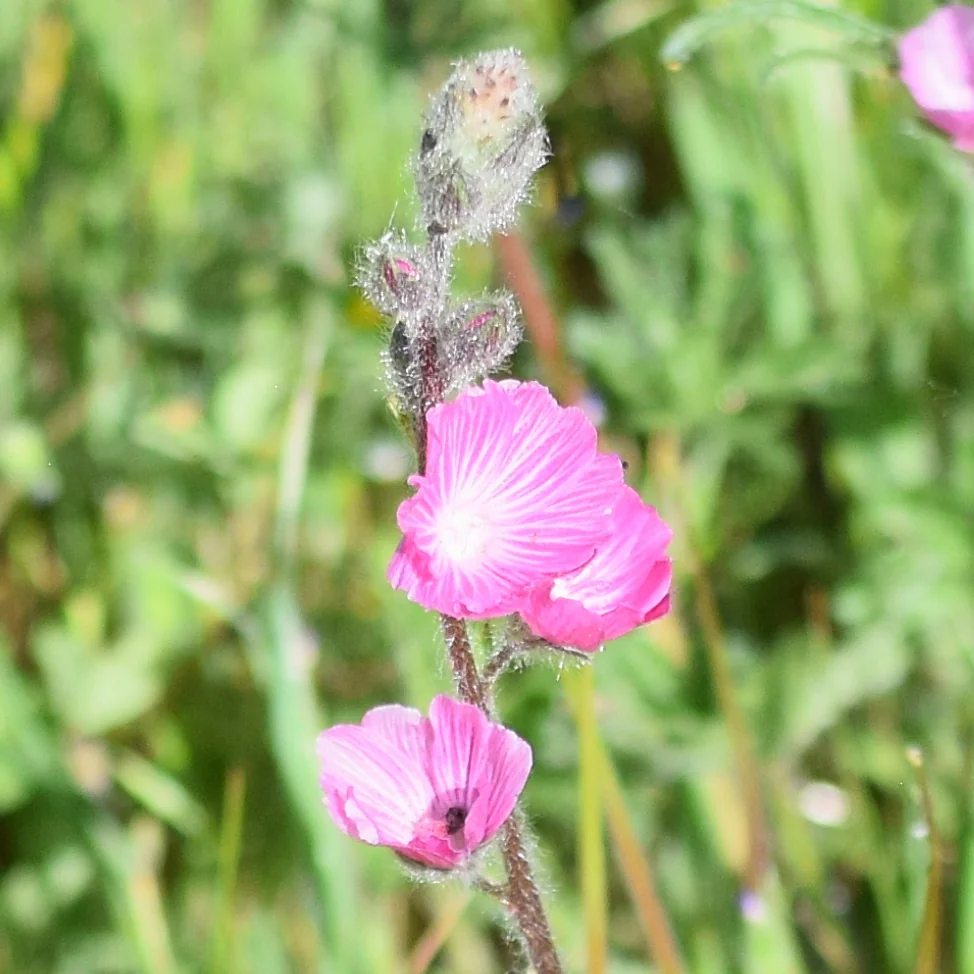 Sidalcea Malviflora