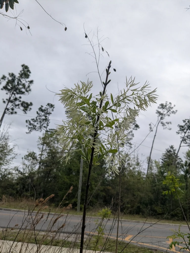 Chionanthus Virginicus