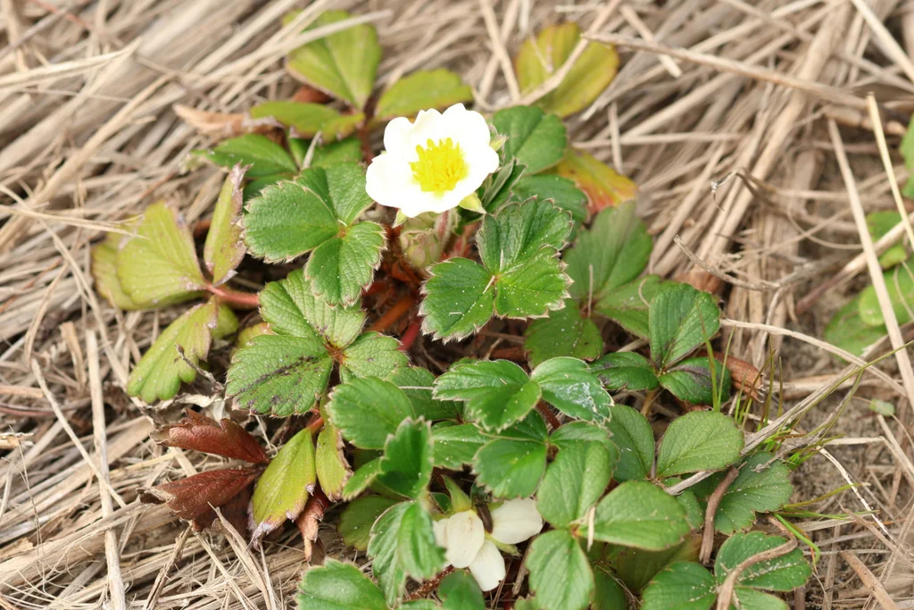 Fragaria chiloensis