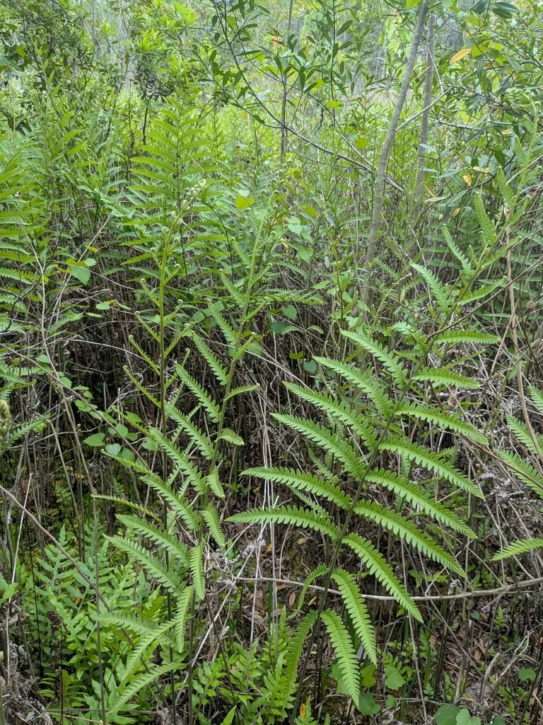 Woodwardia Virginica