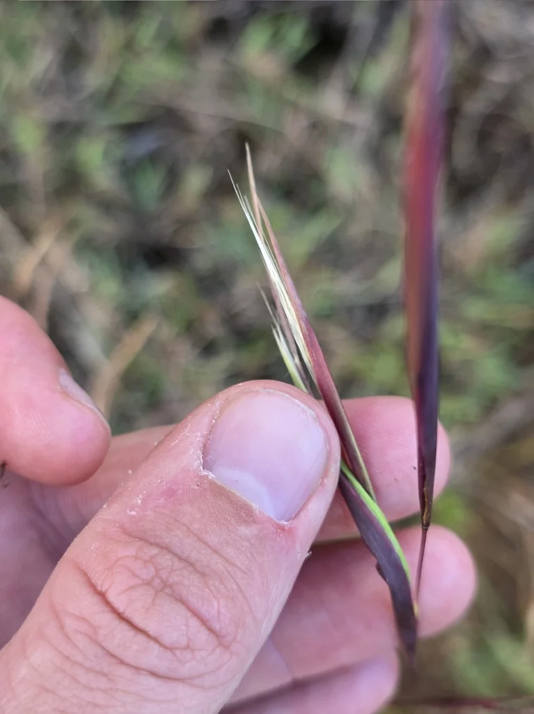 Andropogon Virginicus