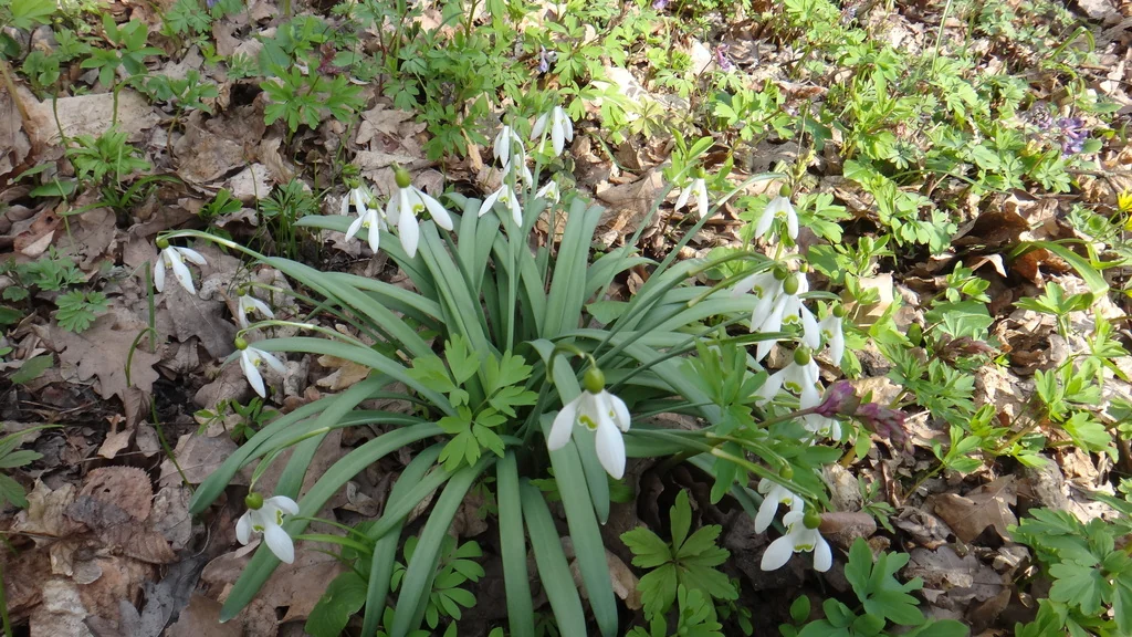 Galanthus Nivalis