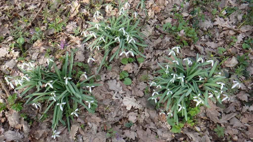 Galanthus Nivalis